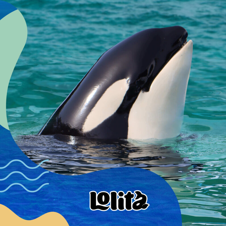 lolita the whale in miami seaquarium